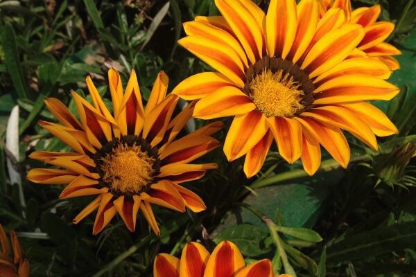 太阳花的花语代表什么意思 阳光且热情 1