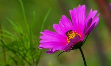 原创 害怕被拒绝，干脆就不追求，不管多喜欢，都不会主动表达的属相