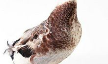 喜欢同学聚会，在同学聚会中表现自己的生肖女