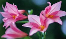 恭喜四生肖有吉星坐镇，10月22号开始财源不断，横财好运接二连三来!