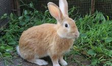 生肖兔人未来5年的运势走向