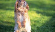 75年属兔人的灾难年龄是几岁