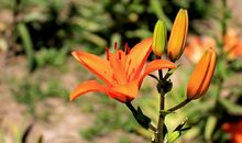 下周起财运旺，吉星多，诸事顺，收入丰厚的四属相