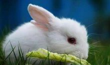 1999年属兔一生有二婚