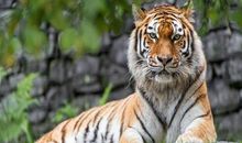 生肖虎2019年11月份运势详解