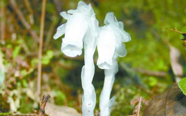什么是冥界之花 冥界之花水晶兰 1