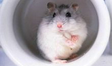 金鼠年几月出生命好