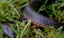 孕妇梦见两条黑蛇是什么意思