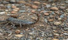 梦见好多蝎子在身上爬是什么意思