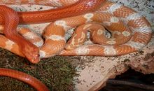 梦见蛇很多是什么意思