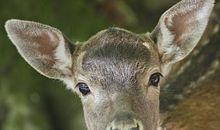 理财能力差，结婚以后不适合管理钱财的生肖女