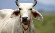 09年属牛人的灾难年龄是几岁