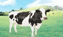 生肖牛2019年11月份运势详解