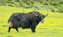 1985年属牛40岁后有十年大运吗