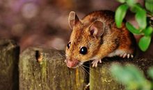 同床异梦是什么生肖