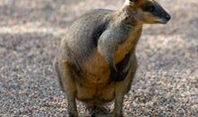 孕妇梦见动物是什么意思