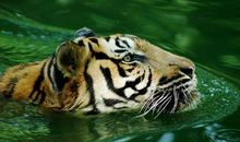 1974年属虎40岁后有十年大运吗