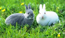 生肖兔2019年11月份运势详解