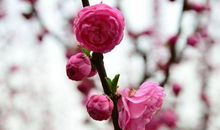 婚后能给婆家带来福气，越过越富有的生肖女，年纪越大越享福