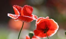 未来一周找到赚钱道路，4属相一辈子好事不停歇，人生富贵不断