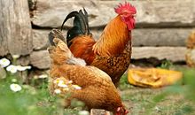 生肖鸡男人的感情弱点是什么