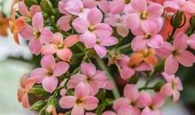 10月底财神重点关照，大财进家，事业，生活双双变好的生肖