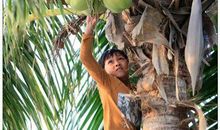 海南十八怪 老太上树比猴快（真怪）(4)