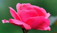 2019年钱财大旺，家财万贯的生肖，缺啥来啥，生活别提多火红