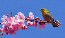 最善良的3大生肖，不管贫富都孝顺，未来3年横财连发！