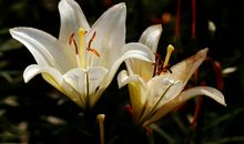 这三大生肖，喜将从天降，财禄双至，人生有望更上一层楼