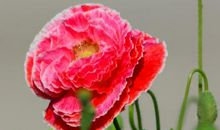 越老家业越殷实的4属相，事业越高升，一辈子四平八稳