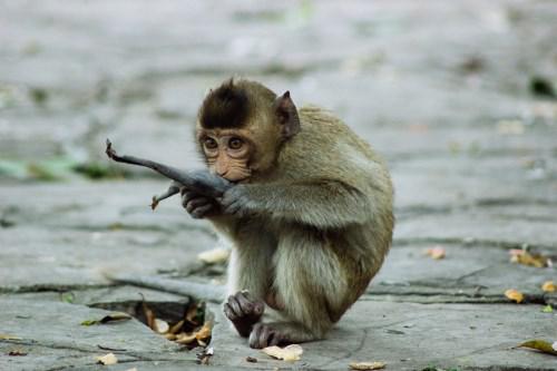 生肖猴女人的感情弱点是什么