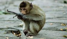 生肖猴女人的感情弱点是什么