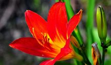 11月3生肖有望，运势如虹，财运大迸发！