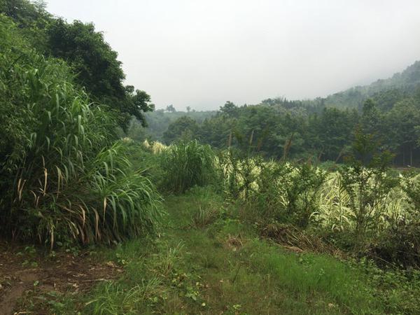 风水案例：风水大师王君植湖南看风水金星宝地，长沙衡阳风水培训弟子随师学习 3