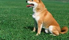 70年属狗人的灾难年龄是几岁