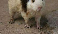 33岁、45岁、57岁属鼠人一生缘定，在大声告诉你本月尾将有三喜！