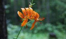 扬眉吐气变富翁！这3大生肖在未来33天，将财源广进，八方来财