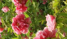 命里有巨财，福气深厚的生肖，年底前福星照命，赚的盆满钵满