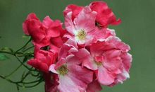 未来9天钱财上有大突破，荷包鼓起来的生肖，运势大旺，生活幸福