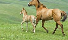 生肖马人未来5年的运势走向