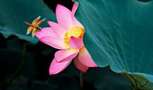 金九银十，10月好运大涨，有望暴富，金银数不尽的3生肖