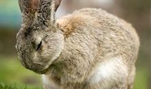 生肖兔男人的感情弱点是什么