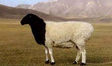 1979年属羊40岁后有十年大运吗