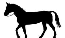 生肖马2019年11月份运势详解