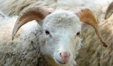 生肖羊2019年11月份运势详解