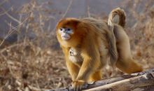 1980年属猴40岁后有十年大运吗