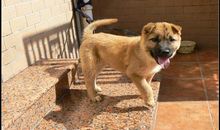 生肖狗2019年11月份运势详解