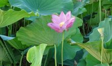 十二生肖中，11月初开始运中上上签，顺心如意，财库满满的生肖