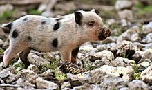 生肖猪人最怕什么事情